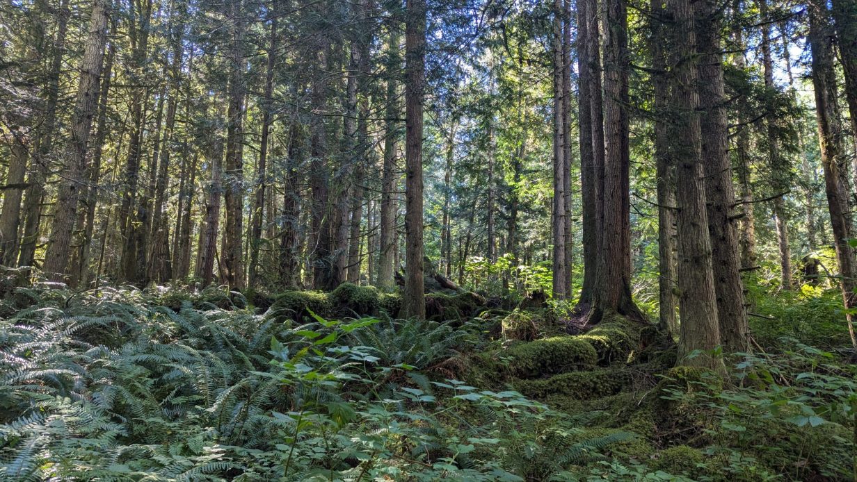 A diverse regenerating forest with a thick cover of ferns and downed trees on the forest floor.