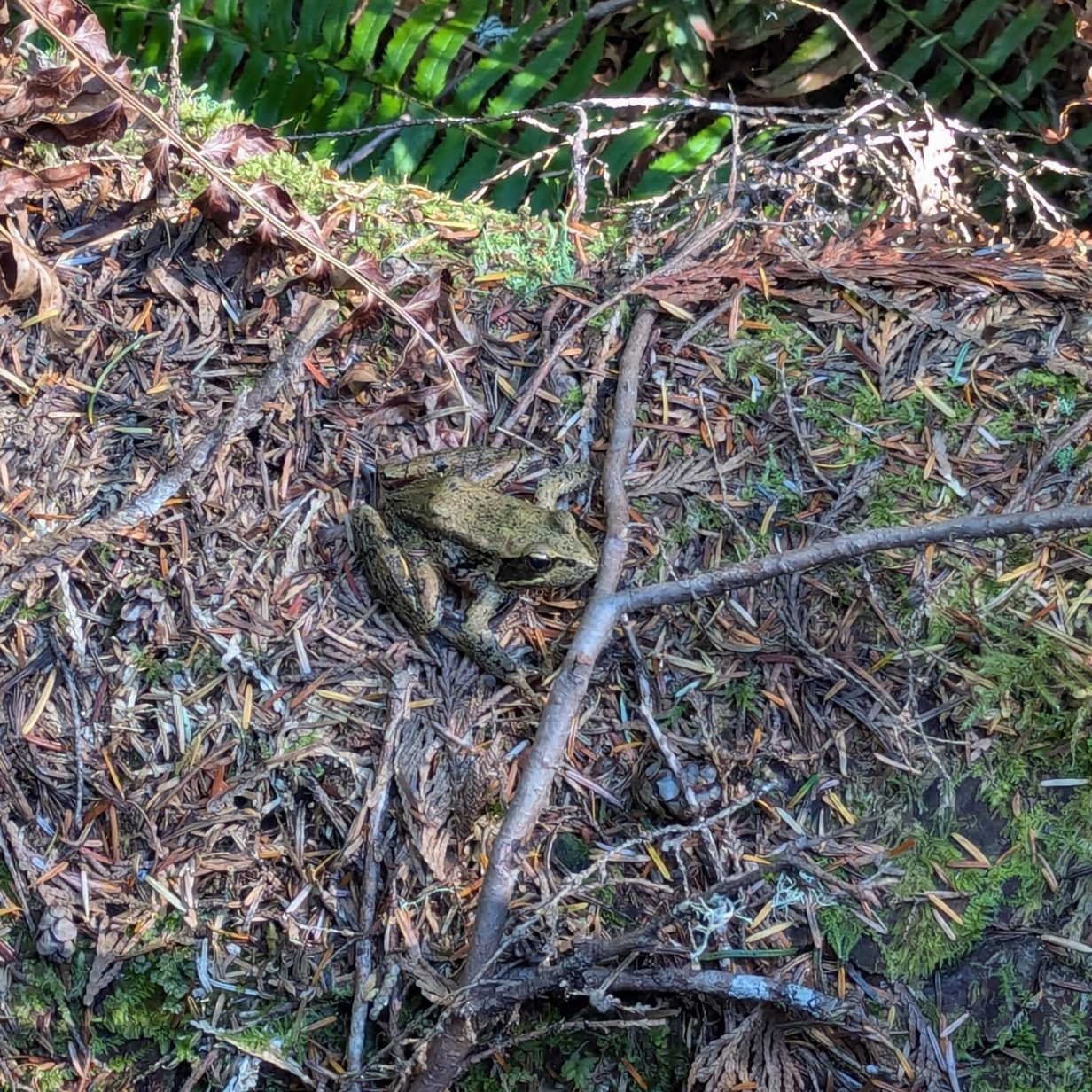 A northern red-legged frog rests on top of a log covered in moss and cedar needles.